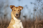 shorthaired Collie