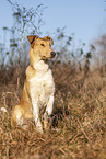 shorthaired Collie