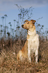 shorthaired Collie