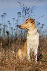 shorthaired Collie