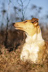 shorthaired Collie