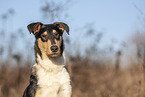 shorthaired Collie