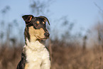 shorthaired Collie