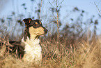 shorthaired Collie