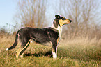 shorthaired Collie