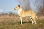 shorthaired Collie