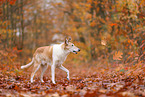 shorthaired Collie