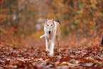 shorthaired Collie