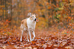 shorthaired Collie