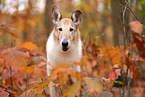 shorthaired Collie