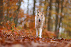 shorthaired Collie