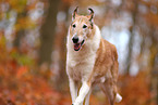 shorthaired Collie