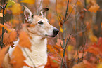 shorthaired Collie