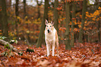 shorthaired Collie