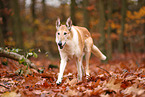 shorthaired Collie