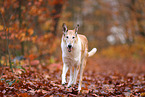 shorthaired Collie