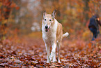 shorthaired Collie