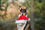 shorthaired Collie