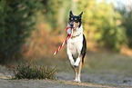 shorthaired Collie