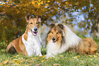 shorthaired Collie
