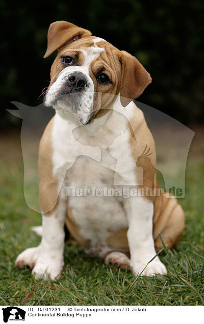 Continental Bulldog Puppy / DJ-01231