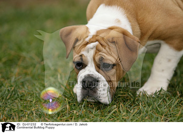 Continental Bulldog Welpe / Continental Bulldog Puppy / DJ-01232