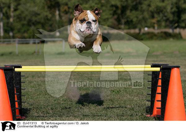 Continental Bulldog at agility / DJ-01313