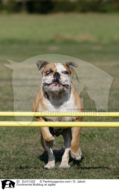 Continental Bulldog beim Agility / Continental Bulldog at agility / DJ-01320
