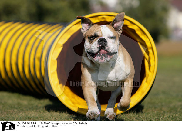 Continental Bulldog beim Agility / Continental Bulldog at agility / DJ-01325