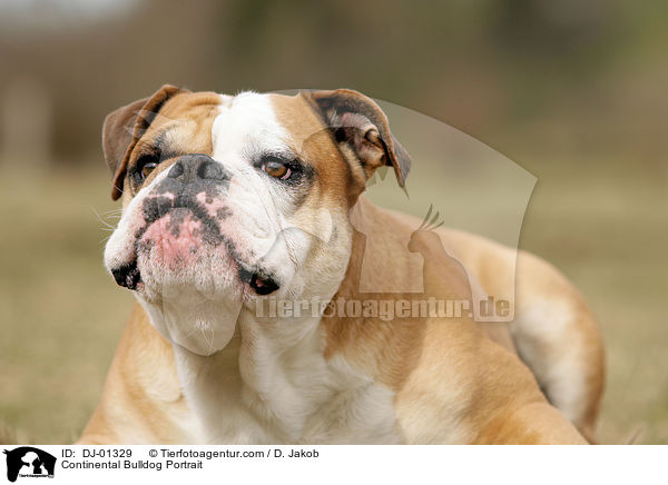 Continental Bulldog Portrait / DJ-01329