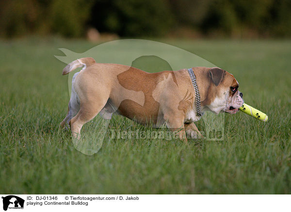 playing Continental Bulldog / DJ-01346