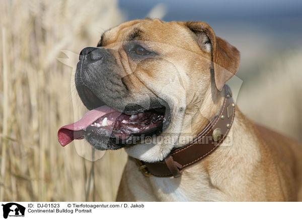 Continental Bulldog Portrait / Continental Bulldog Portrait / DJ-01523