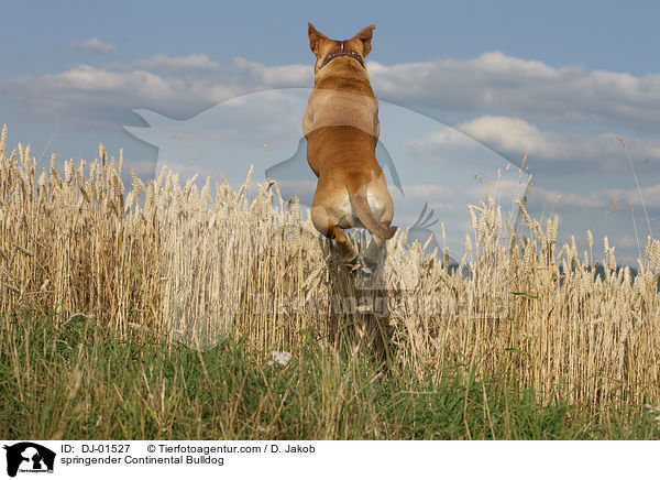 springender Continental Bulldog / springender Continental Bulldog / DJ-01527