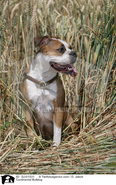 Continental Bulldog / DJ-01531