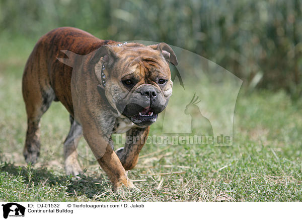 Continental Bulldog / DJ-01532