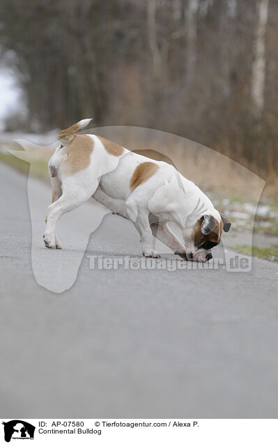 Continental Bulldog / Continental Bulldog / AP-07580