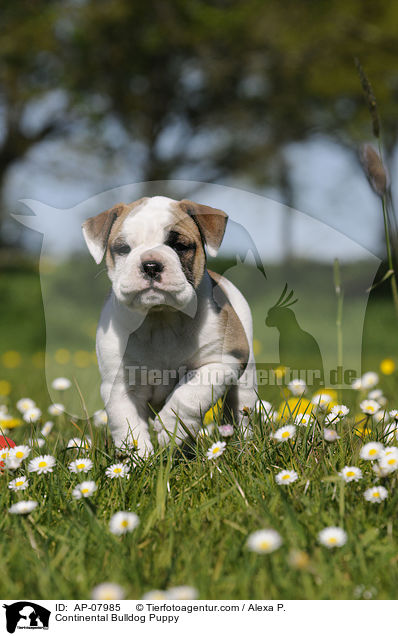Continental Bulldog Puppy / AP-07985