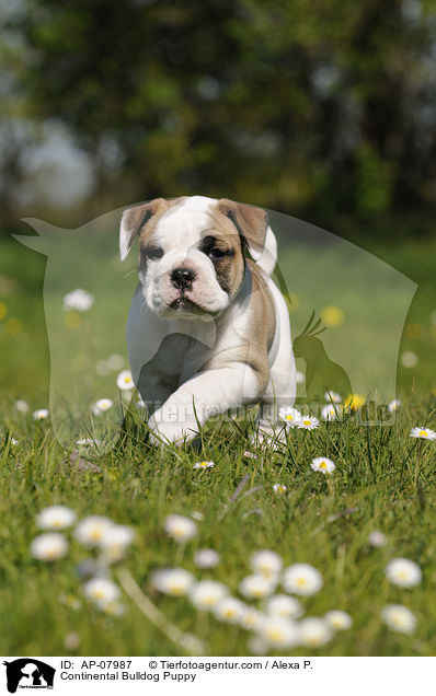 Continental Bulldog Welpe / Continental Bulldog Puppy / AP-07987