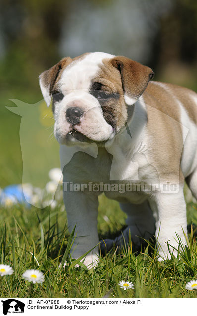 Continental Bulldog Puppy / AP-07988