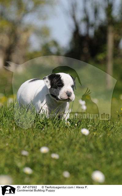 Continental Bulldog Welpe / Continental Bulldog Puppy / AP-07992