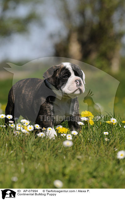 Continental Bulldog Welpe / Continental Bulldog Puppy / AP-07994