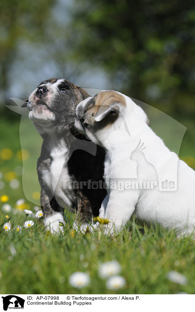 Continental Bulldog Puppies / AP-07998