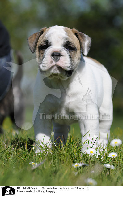 Continental Bulldog Welpe / Continental Bulldog Puppy / AP-07999