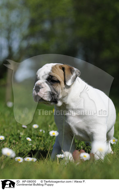 Continental Bulldog Welpe / Continental Bulldog Puppy / AP-08000