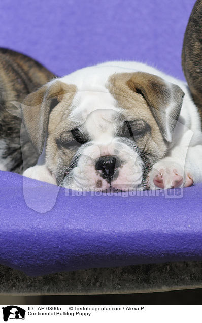 Continental Bulldog Welpe / Continental Bulldog Puppy / AP-08005