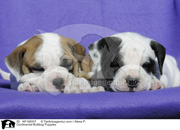 Continental Bulldog Puppies / AP-08007