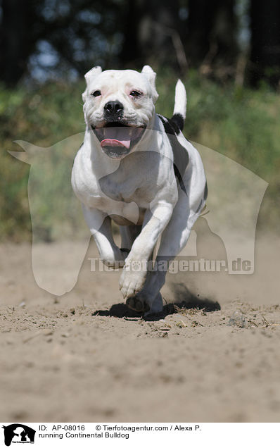 rennender Continental Bulldog / running Continental Bulldog / AP-08016