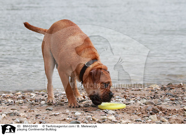 spielender Continental Bulldog / playing Continental Bulldog / BM-02490