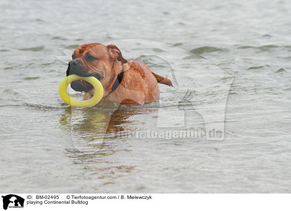 spielender Continental Bulldog / playing Continental Bulldog / BM-02495