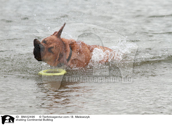 shaking Continental Bulldog / BM-02496